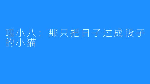 喵小八:那只把日子过成段子的小猫